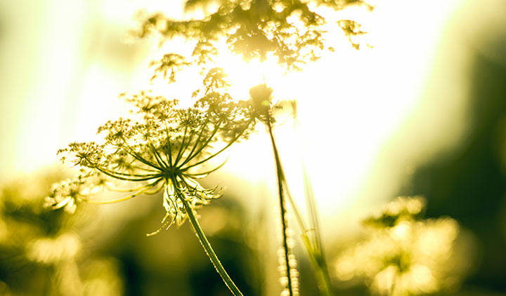 Blomma i solljus